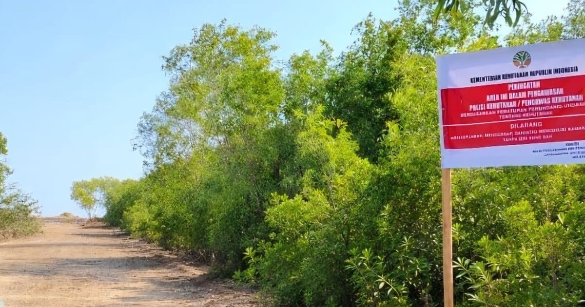 Segel Negara Diabaikan, PT IFSH Diduga Bobol Hutan Lindung Mangrove di Konawe Selatan
