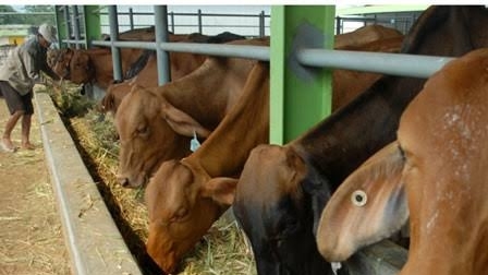 Dharma Jaya Bangun Kandang Sapi Baru di Ciangir, Target Tampung 1.000 Ekor