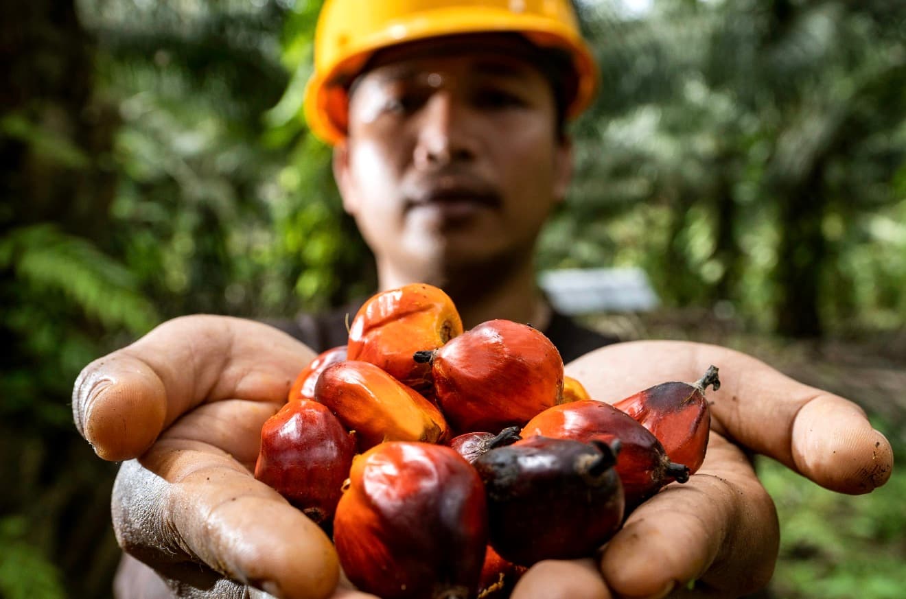 PASPI Apresiasi Dukungan Riset BPDP, Soroti Minimnya Implementasi di Industri Sawit