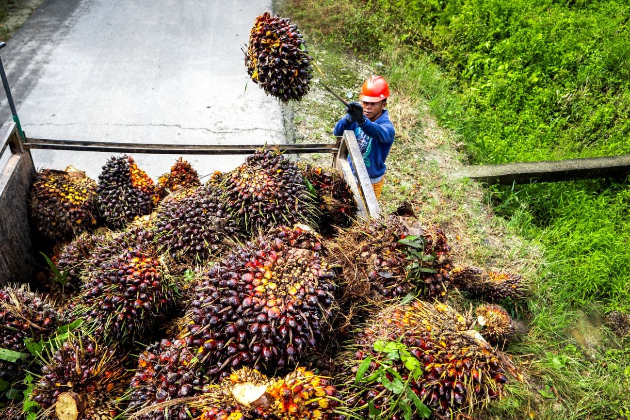 Harga Referensi CPO Kembali Turun, Kini di Level USD996,52 per Ton