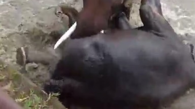 India: Dua Gajah Bertarung akibatkan Seorang Turis Perempuan Tewas