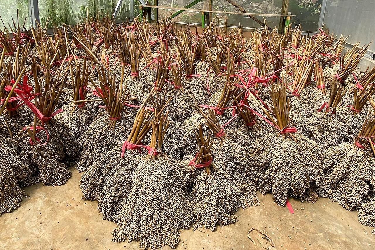 PLN EPI Bidik Pengembangan Biomassa Sorgum untuk Cofiring PLTU