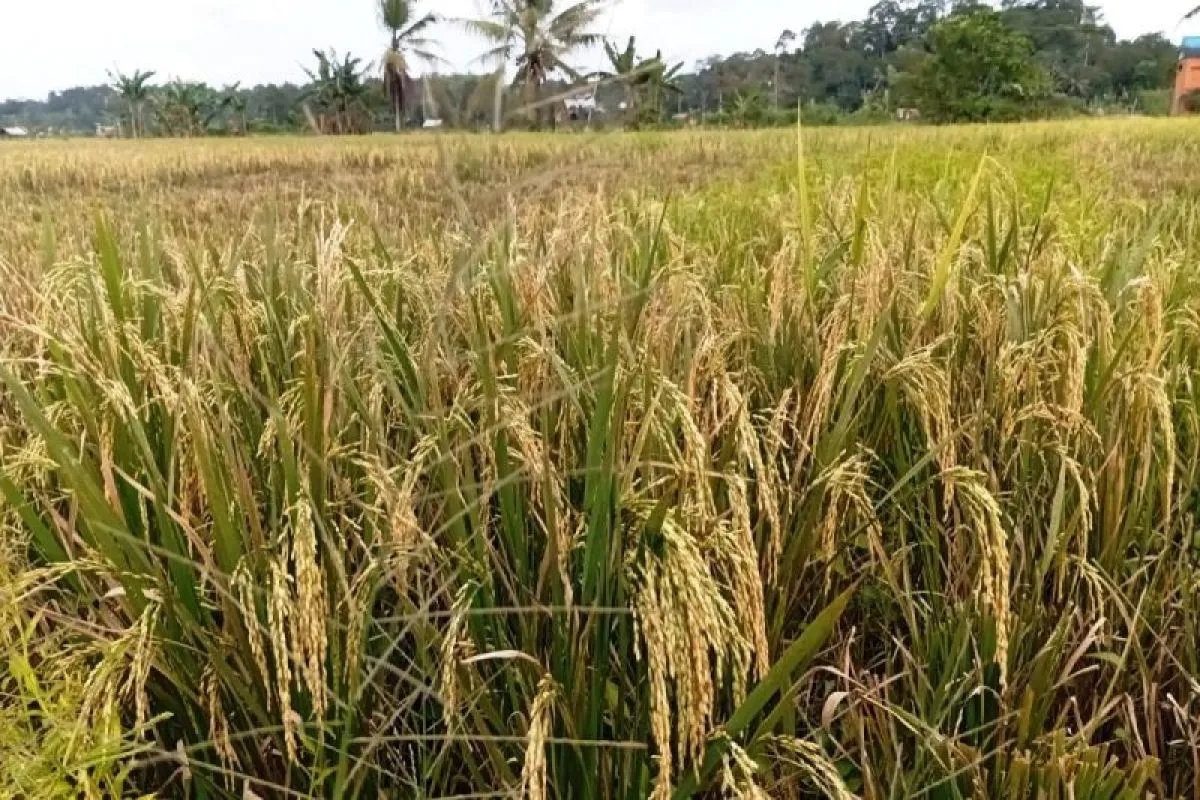 Pemerintah Tangani Kekeringan di 1.229 Lokasi, Selamatkan 41 Ribu Hektare Sawah dan Bantu 616 Ribu Jiwa