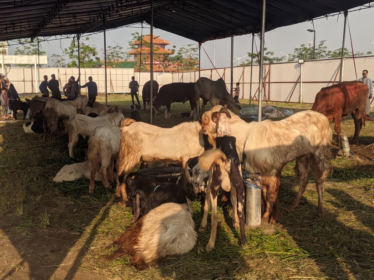 Masjid Al Ikhlas PIK Salurkan Kurban untuk 2.000 Mustahik, Terima 7 Sapi dan 35 Kambing