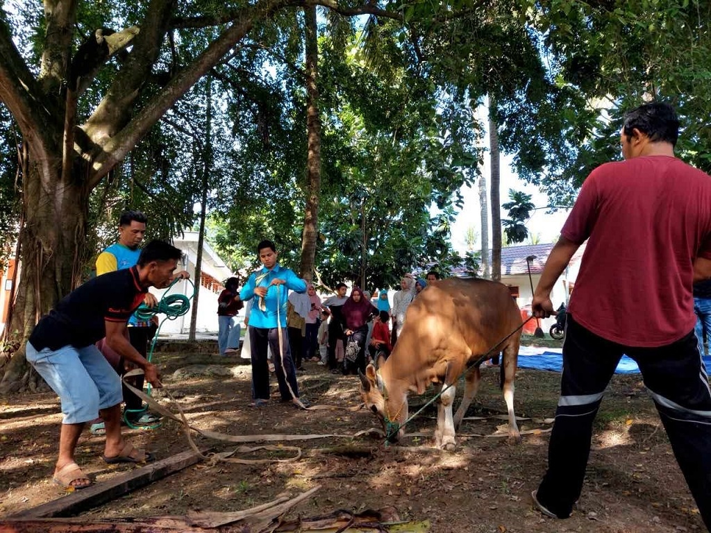 Kemensos Potong 295 Hewan Kurban, Disalurkan kepada Pegawai dan Masyarakat yang Membutuhkan