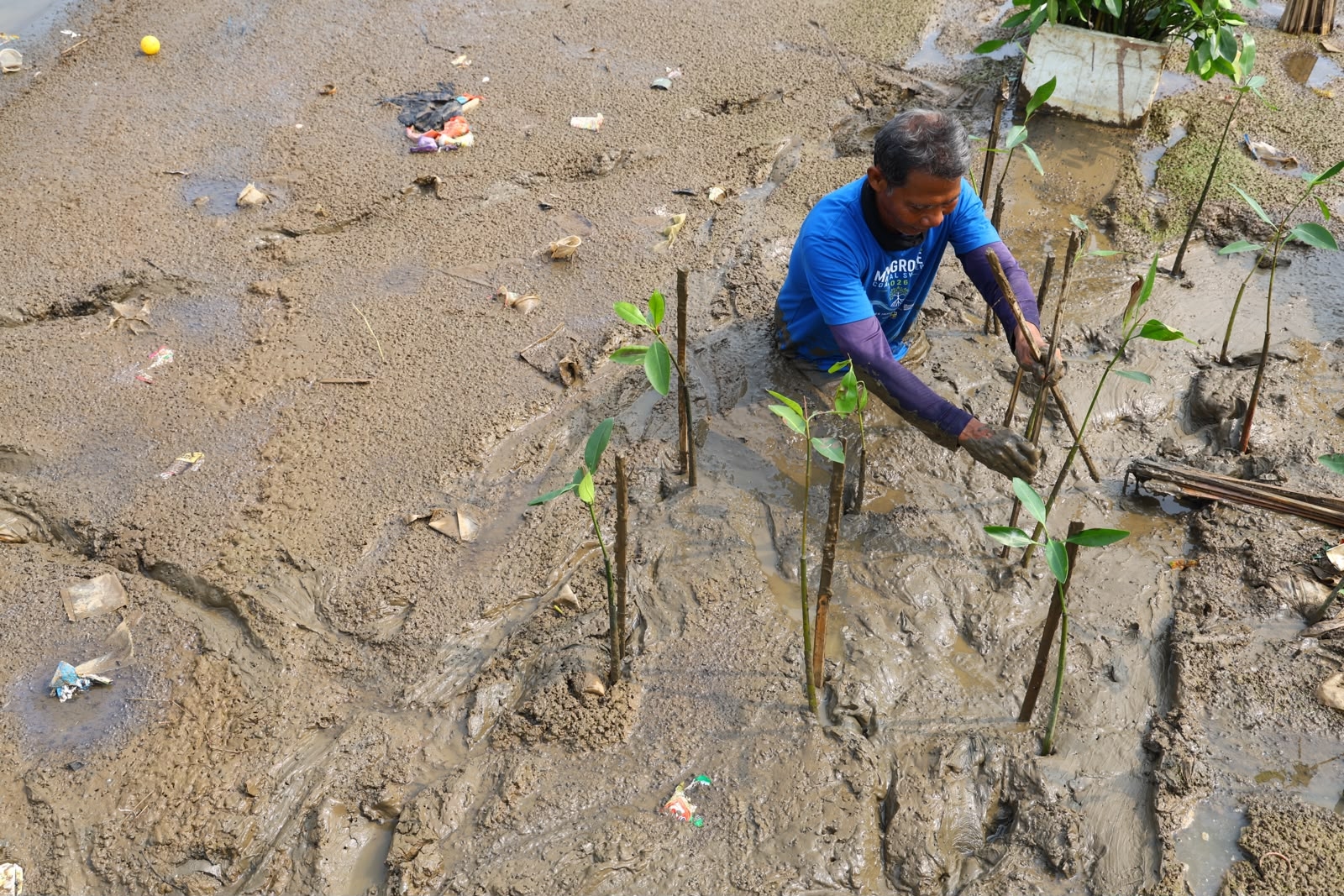 PIK2 Tanam 1.000 Mangrove di Tanjung Burung, Perkuat Kelestarian Pesisir Tangerang