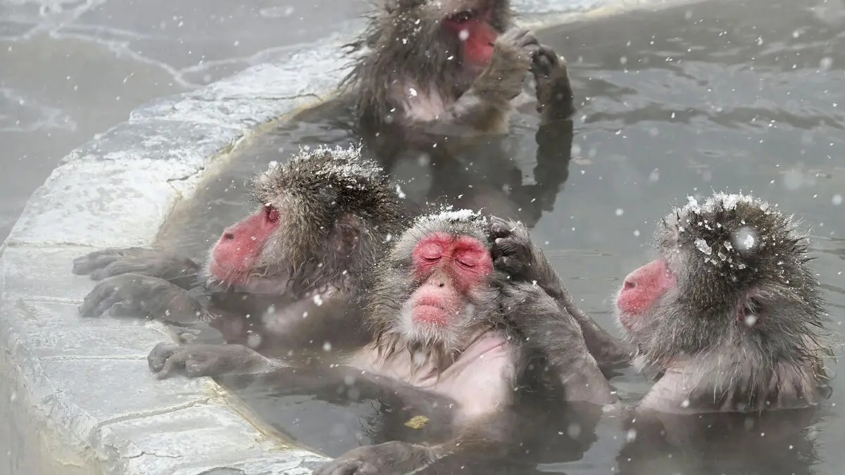 Jepang Batasi Wisata ke Pemandian Monyet Salju, Ulah Turis Dinilai Sudah Kelewatan