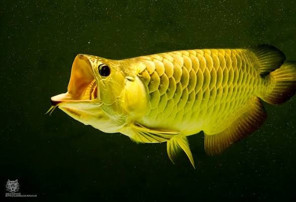 Bagaimana Cara Merawat Ikan Arwana di Akuarium