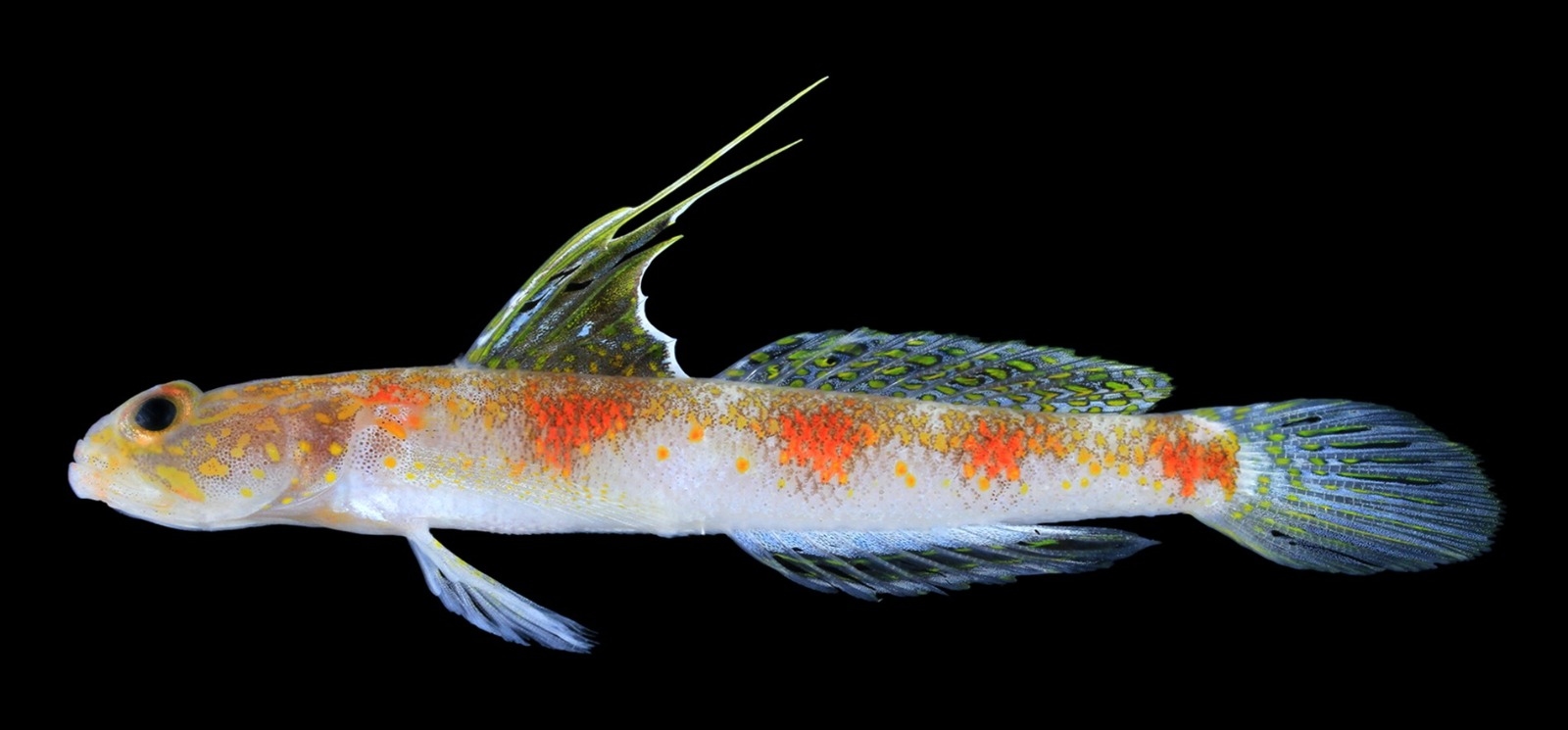 BRIN Temukan Spesies Baru Ikan Gobi Udang di Banyuwangi