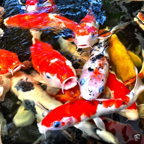 Apa Makanan Terbaik untuk Ikan Koi?