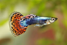 Apa Penyebab Warna Guppy Memudar? Kenali Faktor dan Cara Mencegahnya