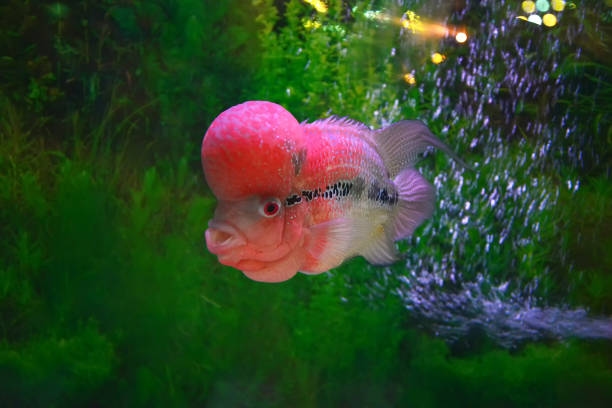 Apa Makanan Terbaik Ikan Louhan? Ini Pilihan dan Nutrisinya