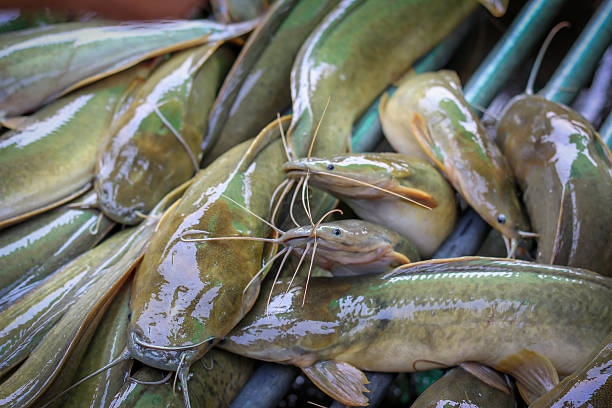 Cara Memilih Benih Ikan Lele yang Berkualitas untuk Hasil Panen Maksimal