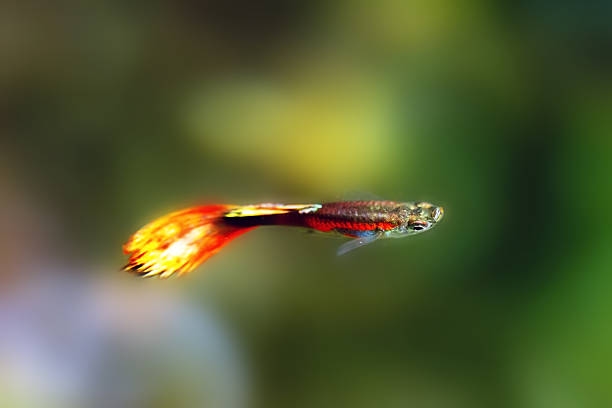 Bagaimana Cara Mengembangbiakkan Ikan Guppy? Ini Panduan Praktisnya