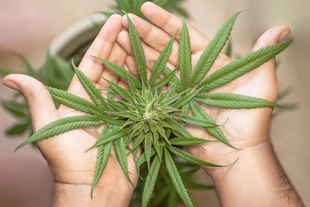 Nepal Buka Jalan Legalisasi Ganja, Provinsi Gandaki Izinkan Budidaya untuk Medis dan Industri