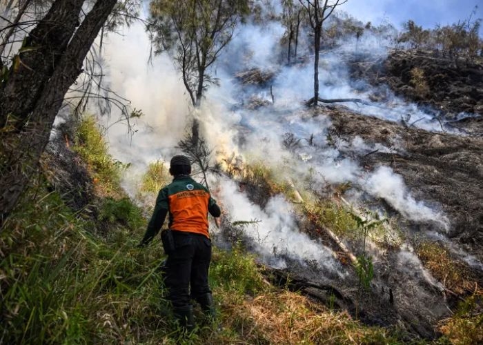 Bromo Ditutup Total! Api Merambat ke Bukit Teletubbies dan Gunung Kursi
