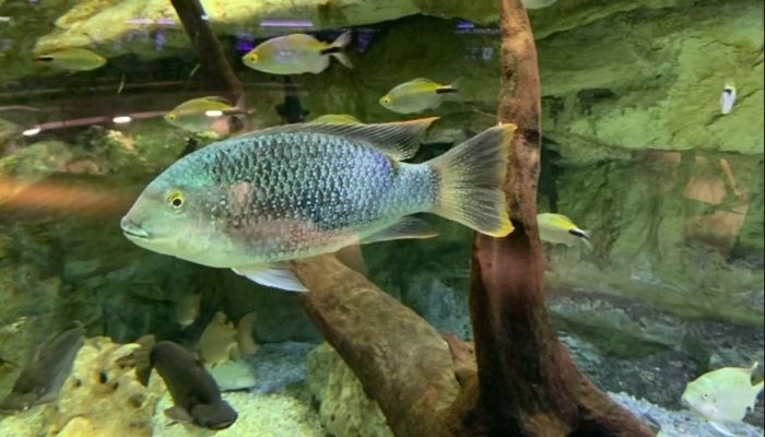 Apa Itu Ikan Nila Dagu Hitam? Kenali Ciri, Asal, dan Dampaknya bagi Ekosistem