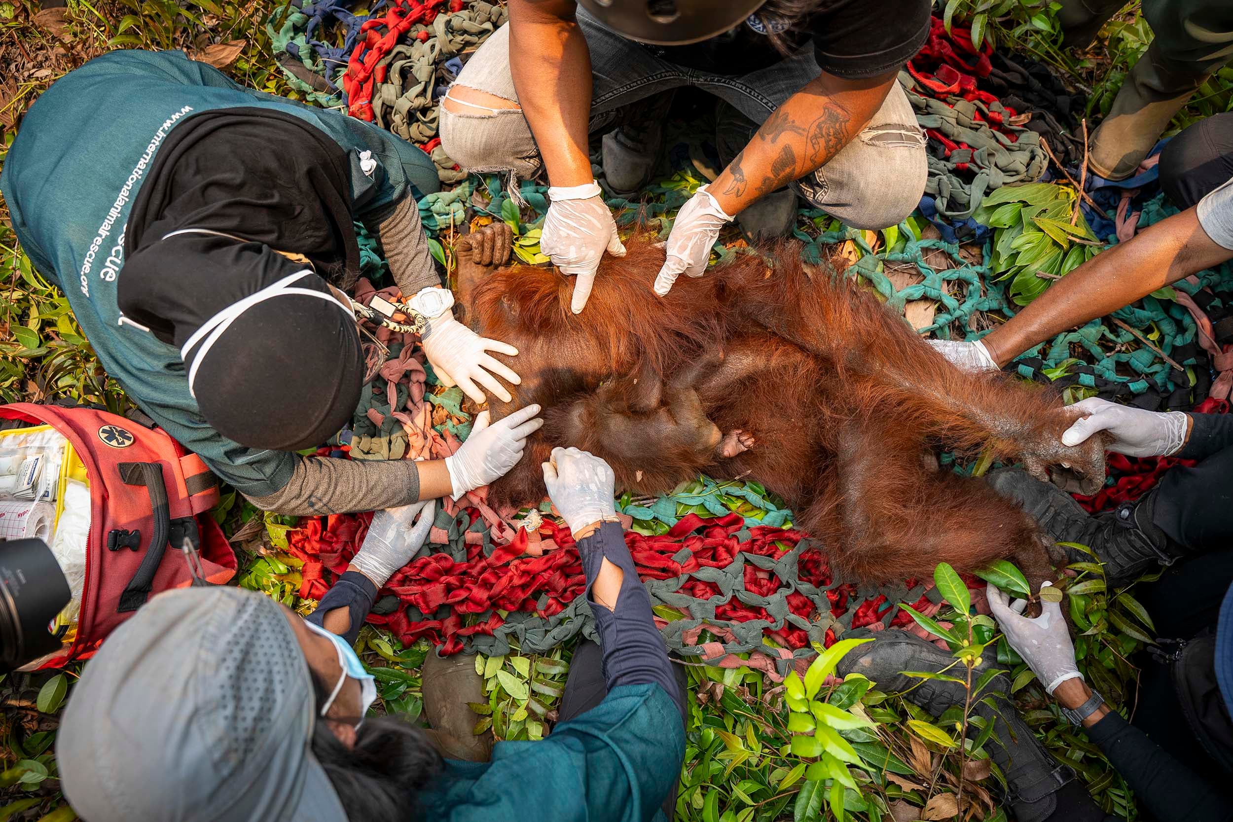 Anggota tim medis Yayasan Inisiasi Alam Rehabilitasi Indonesia (YIARI) memeriksa induk dan anak orangutan yang terjebak di area perkebunan kelapa sawit di Desa Pelang, Kecamatan Matan Hilir Selatan, Kabupaten Ketapang, Kalimantan Barat, Jumat (18/9/2026). ANTARA FOTO/HO/YIARI/Heribertus Suciadi/jhw/YU