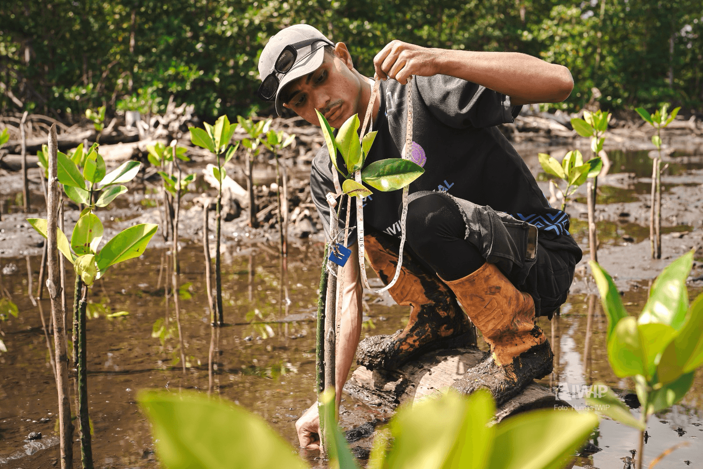 Rehabilitasi Mangrove IWIP-WBN Capai 36.500 Bibit hingga 2026