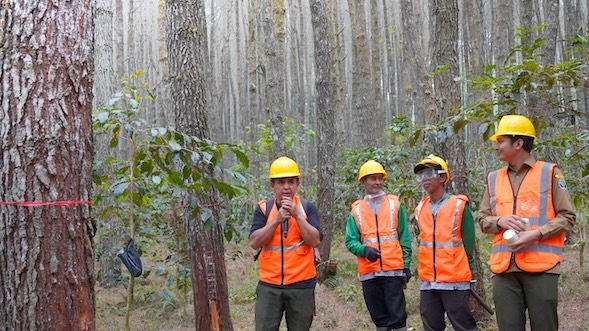 Serap Lebih dari 61 Ribu Penyadap, Perhutani Perkuat Kesejahteraan Masyarakat Desa Hutan Lewat Sinergi Hutan Lestari
