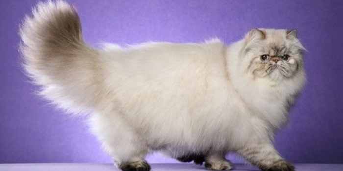 Catat, 5 Tips Ampuh Mencegah Kerontokan Bulu Kucing