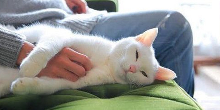Kenali Ciri Kucing Cacingan, Inilah Cara Mengatasinya
