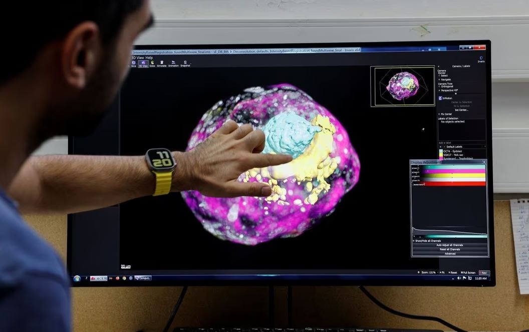 Ilmuwan Israel Ciptakan Model Embrio Manusia Tanpa Sel Telur Dan Sperma