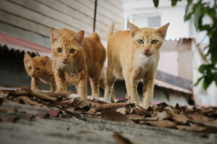 Kenapa Kucing Sering Mengeong di Malam Hari? Ini Penjelasan Lengkap yang Perlu Kamu Tahu