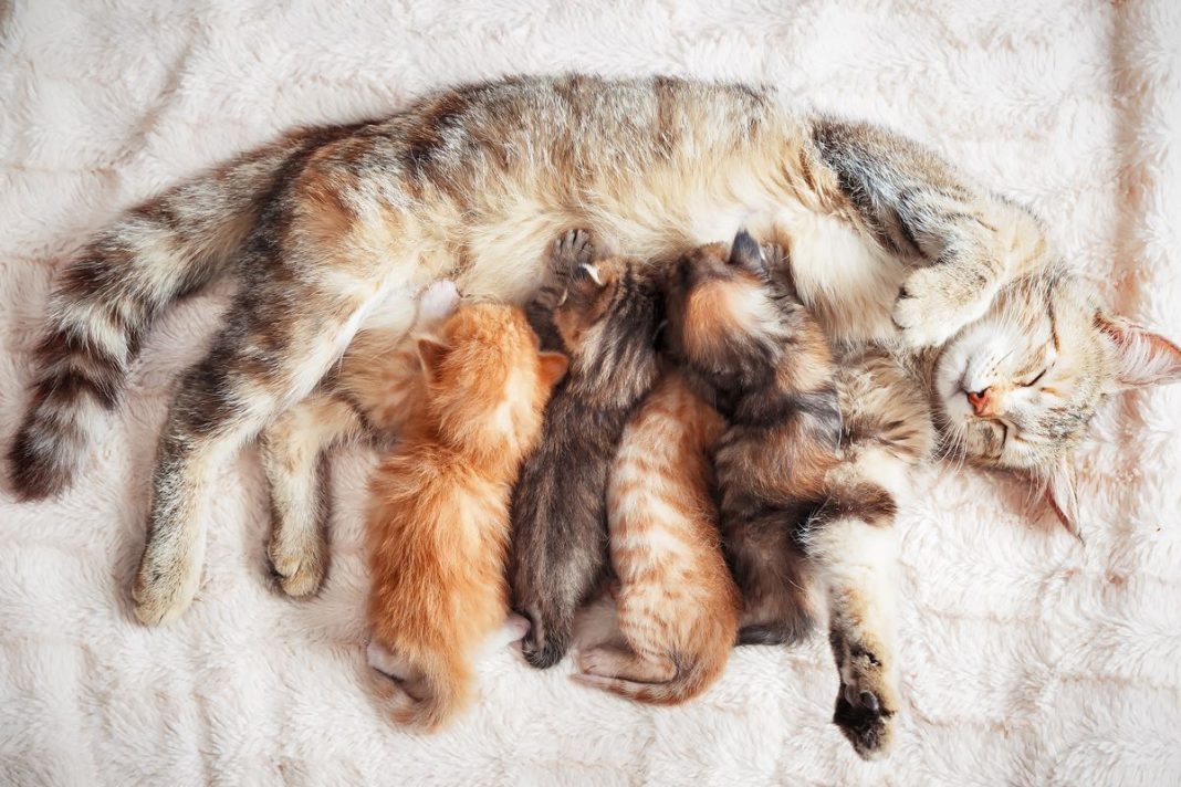 Cara Membantu Kucing Melahirkan Di Rumah Dengan Aman Dan Nyaman