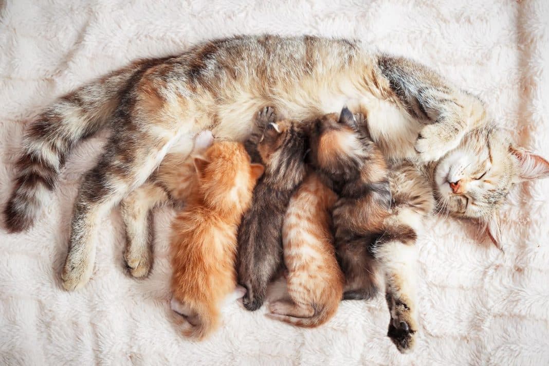 Cara Membantu Kucing Melahirkan Di Rumah Dengan Aman Dan Nyaman