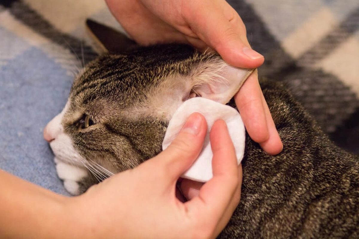 Mengenal Ear Mites Pada Kucing: Penyebab, Gejala, Pengobatan Dan Pencegahannya