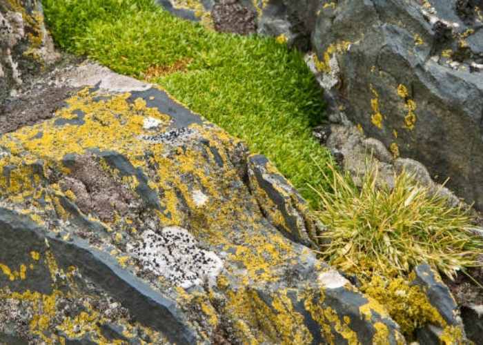 Bunga Ini Tumbuh Subur Di Antartika, Pertanda Buruk?