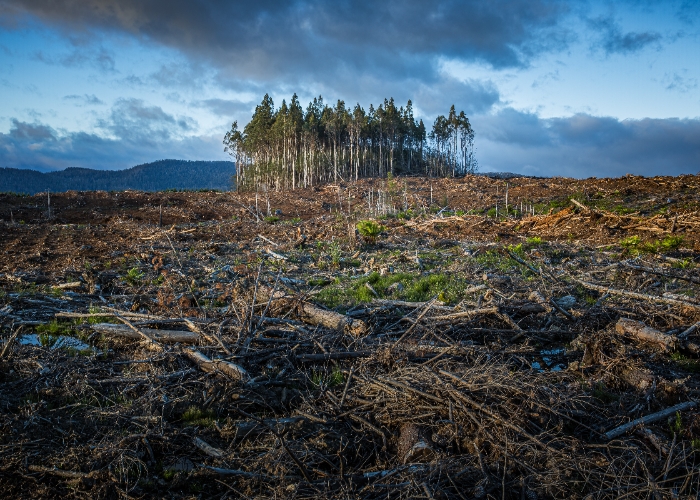 Capres Harus Punya Solusi Atasi Dampak Perubahan Iklim