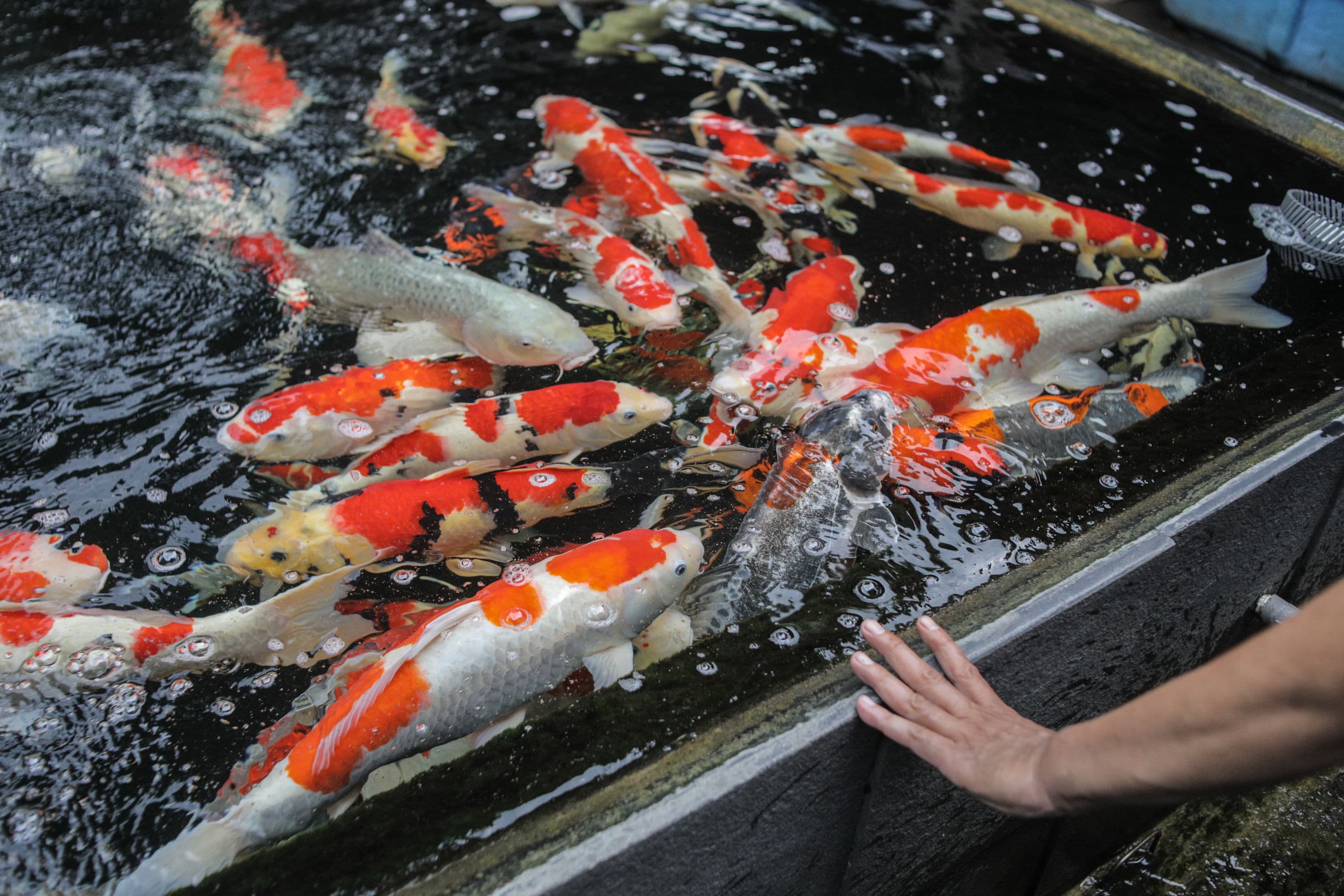 Binatang Peliharaan Apa yang Mudah Diurus? Simak 3 Rekomendasi untuk Pemilik Baru