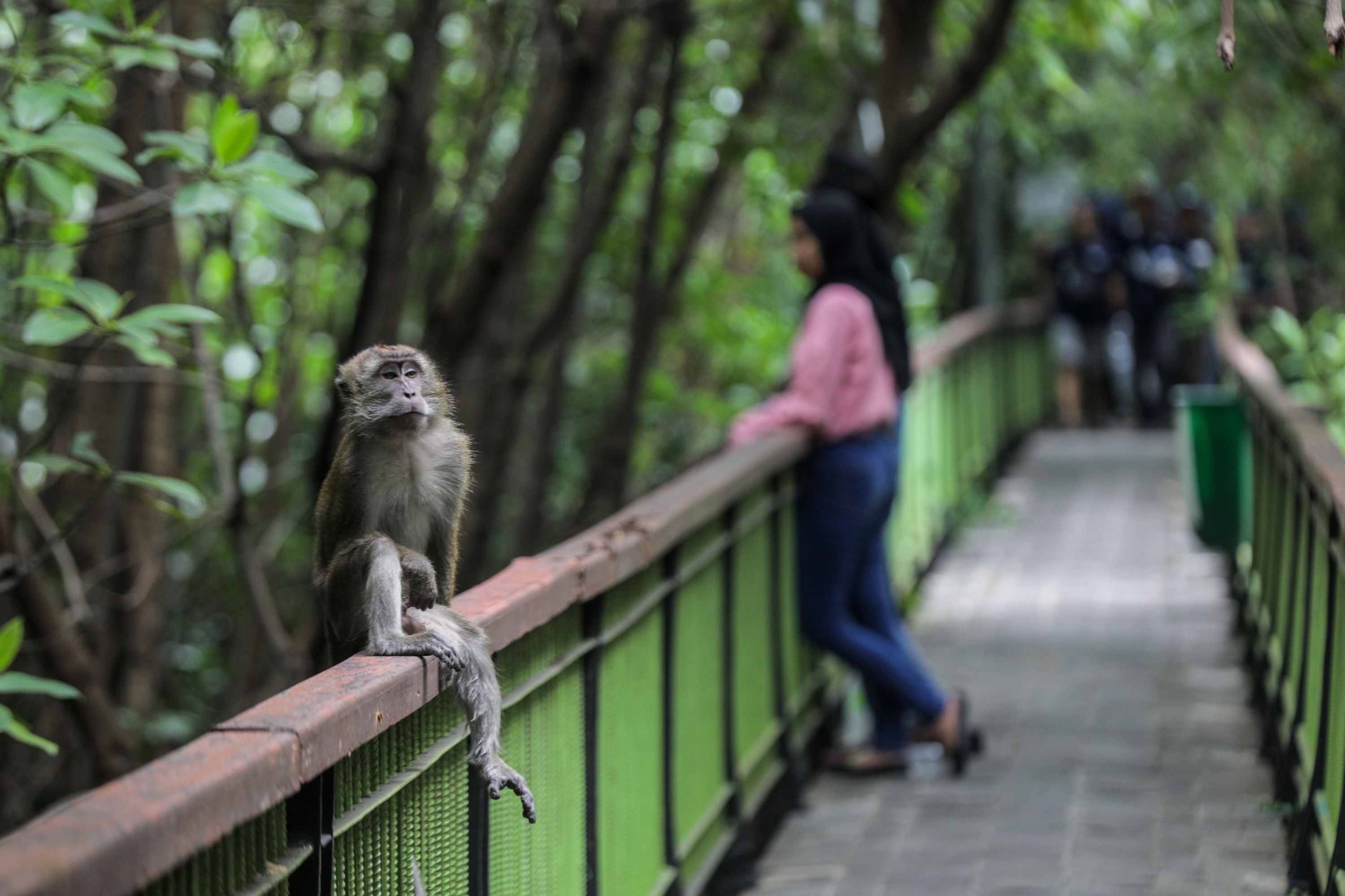 Taman Mangrove: Panduan Lengkap Rute Perjalanan Wisata Alam Jakarta