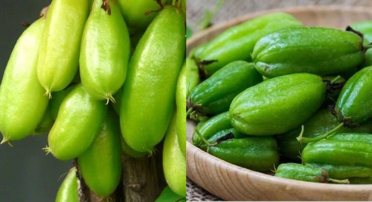7 Manfaat Belimbing Sayur, Ternyata Baik bagi Kesehatan meskipun Memiliki Rasa Asam Kecut