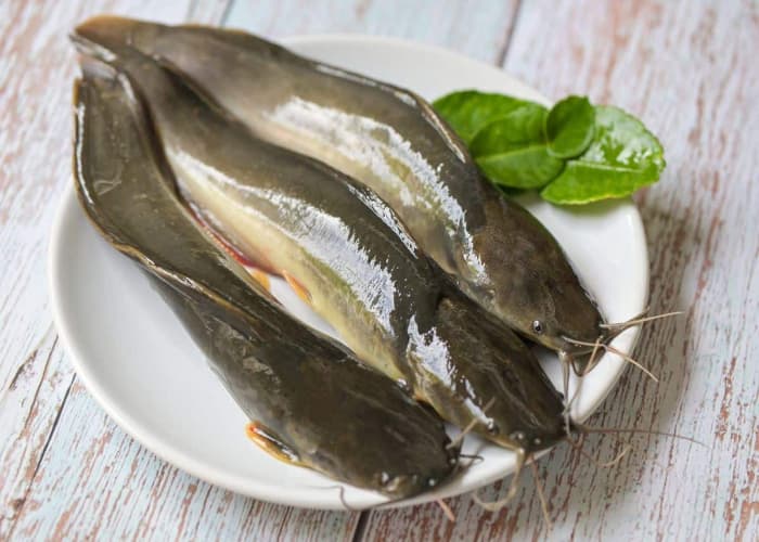 Tak Hanya Lezat, Berikut Kandungan Nutrisi Ikan Lele dan Manfaatnya untuk Kesehatan