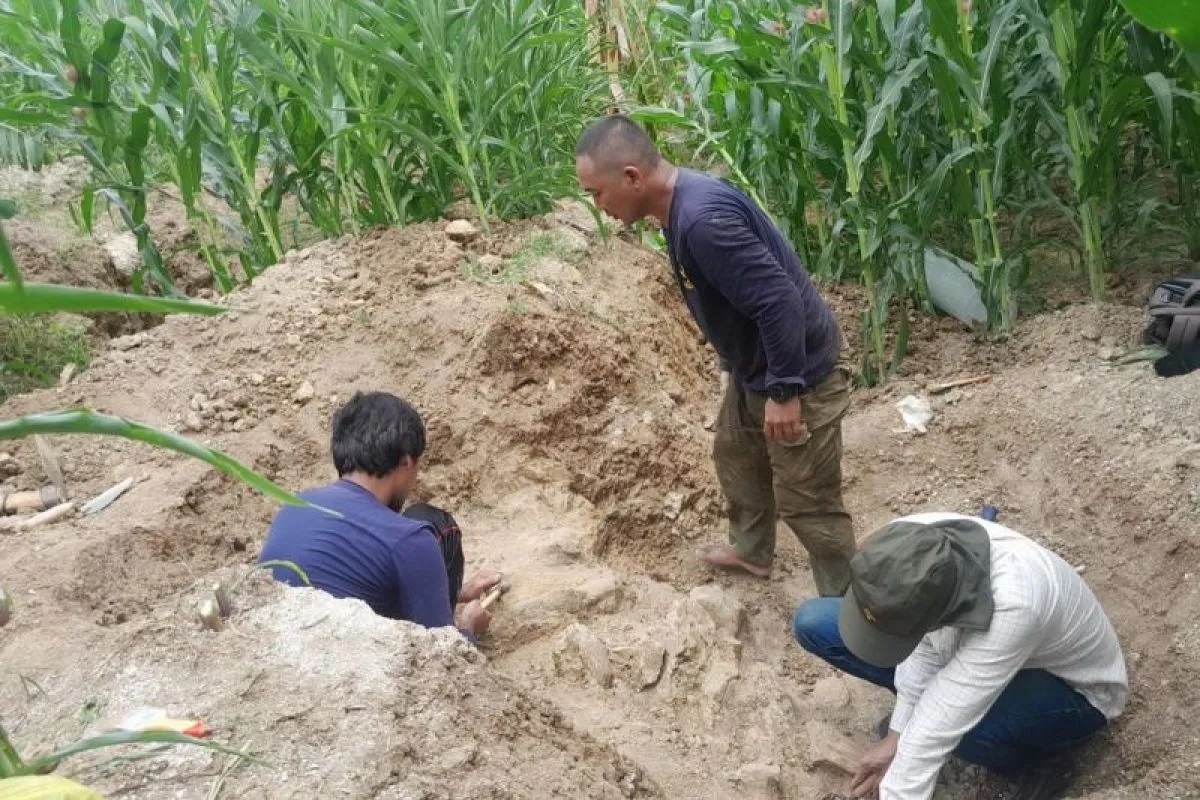 Fosil Gajah Purba Elephas Bakal Jadi Objek Wisata Baru di Situs Patiayam