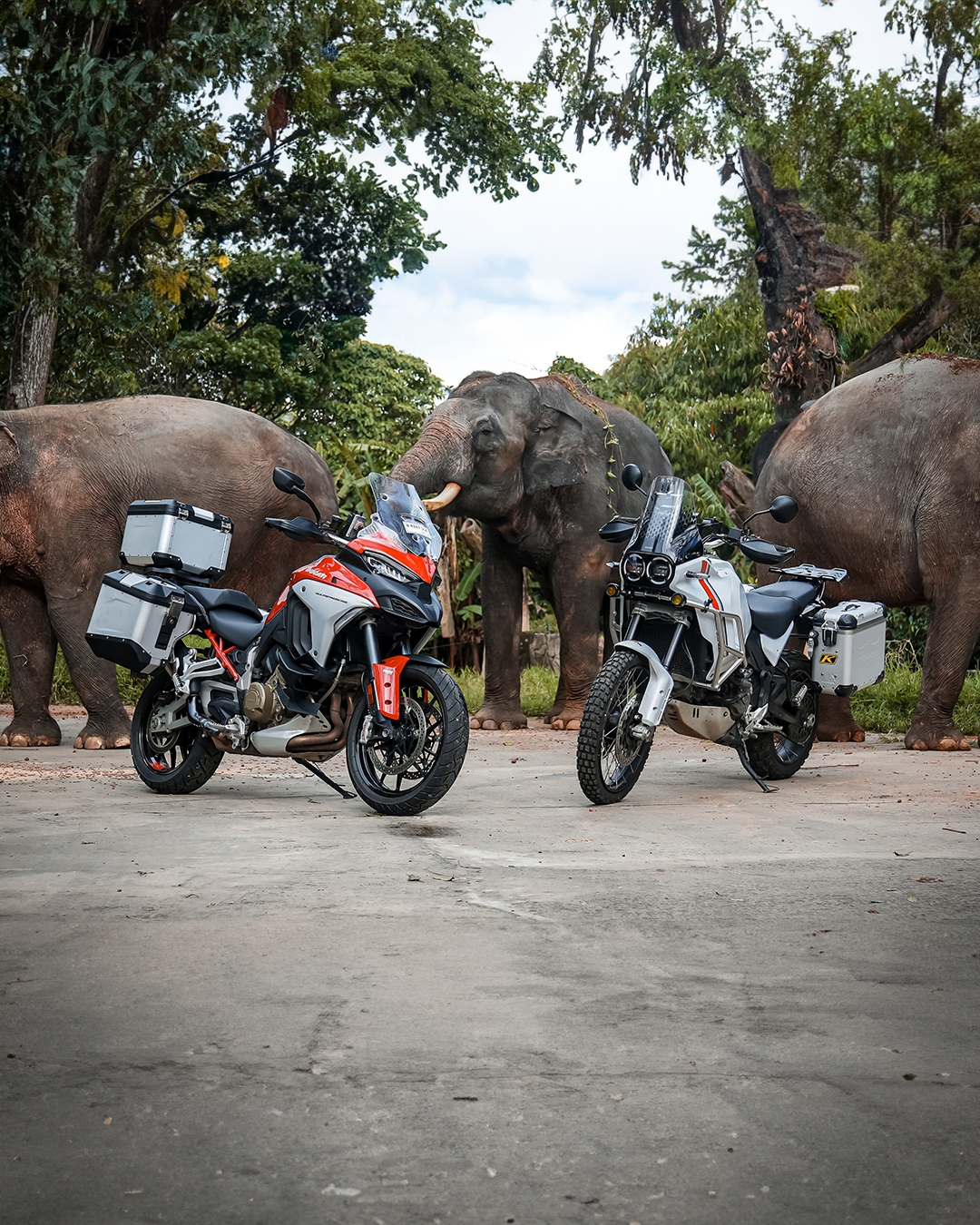 Ducati Ajak Penggemar Jelajahi Taman Safari dengan Multistrada V4 S dan Desert X