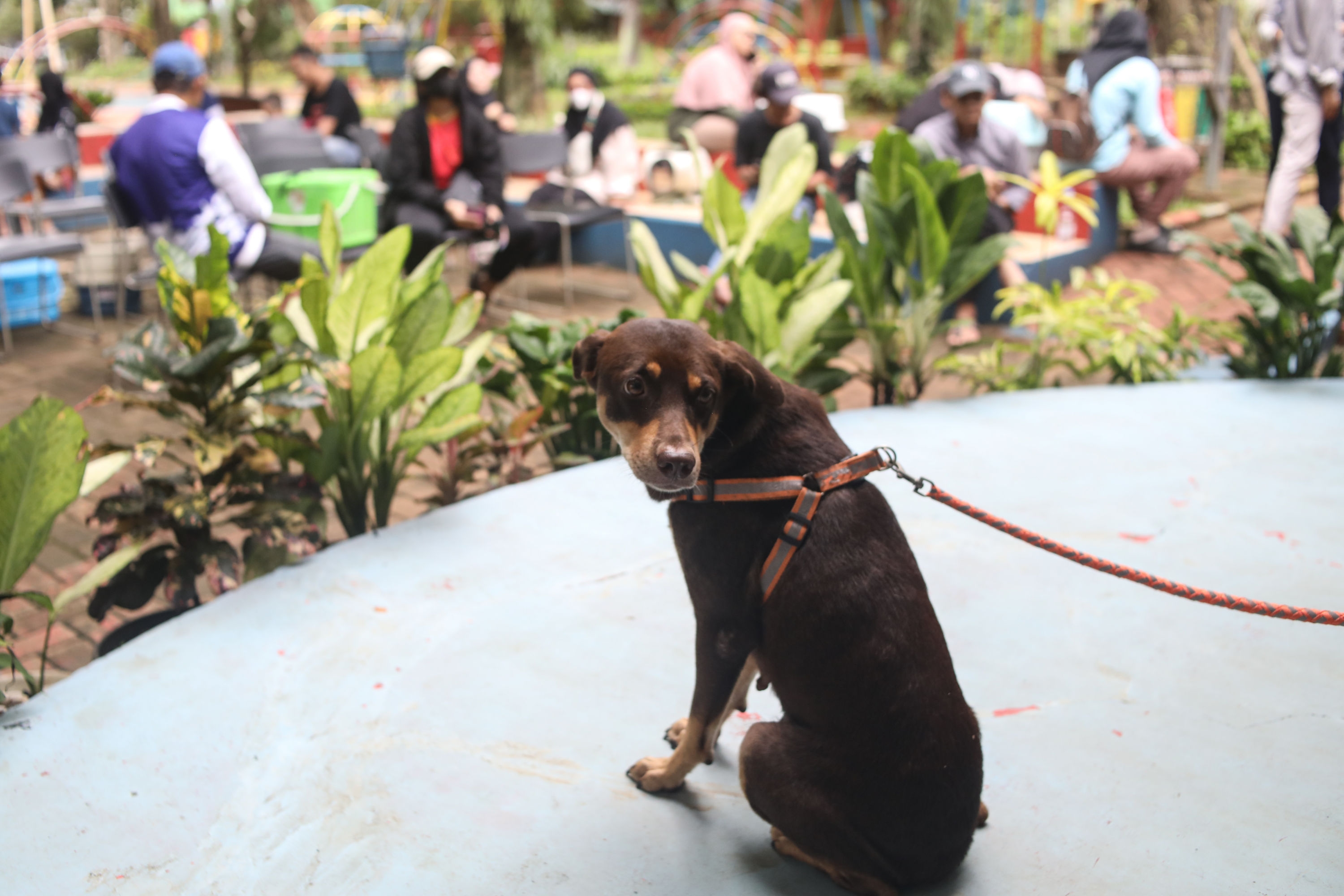 Viral Anjing Pemburu Babi di Bandung Diduga Disiksa, Ini Hukum Menganiaya Anjing dalam Islam