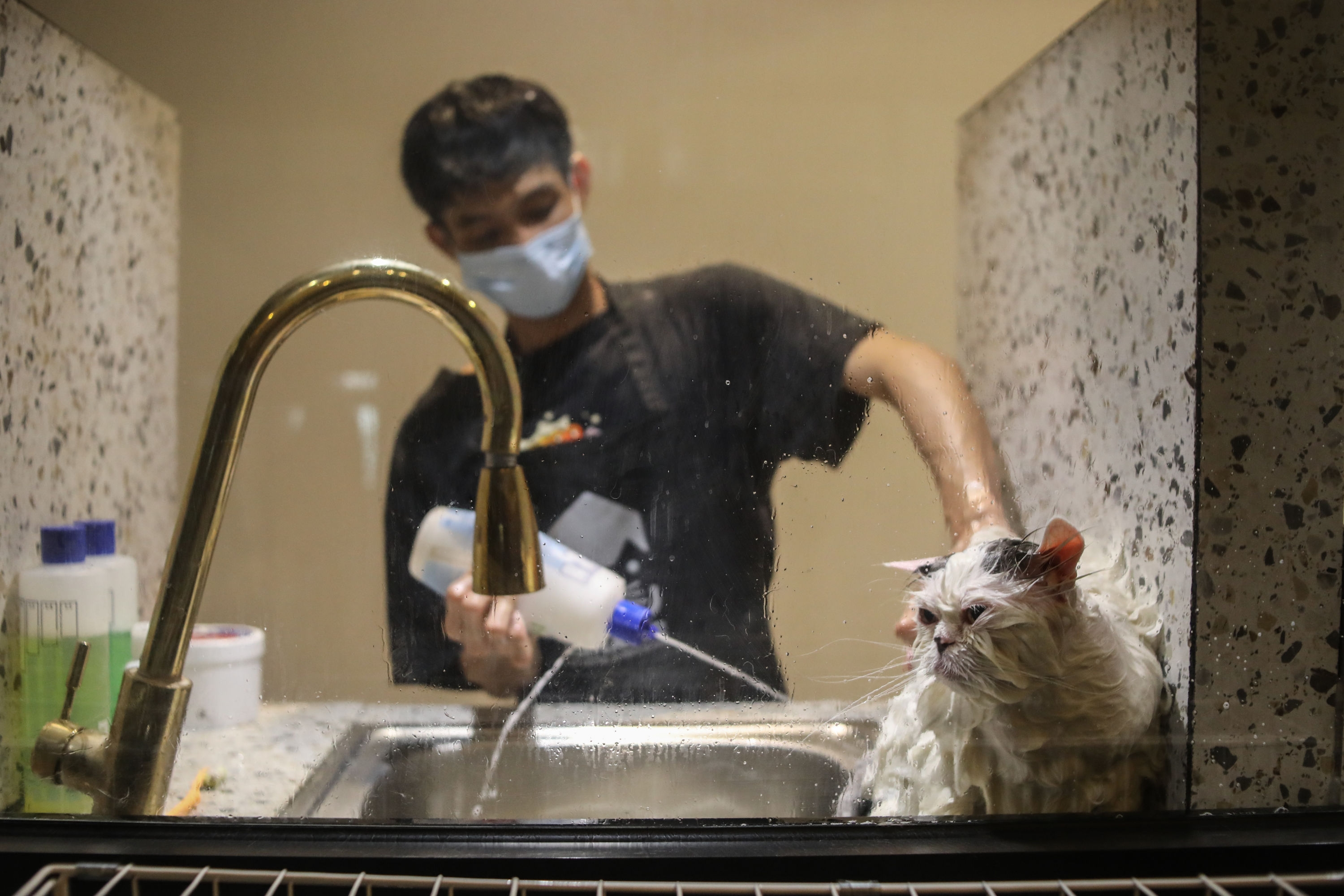 Menggiurkan Saat Lebaran 2024, Intip Kiat Bisnis Jasa Penitipan Kucing