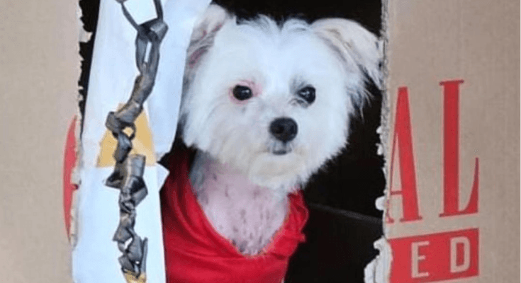 4 Pemuda Jember Diduga Melakukan Kekerasan terhadap Anjing Viki hingga Tewas, Netizen: Kawal Masuk Sel!