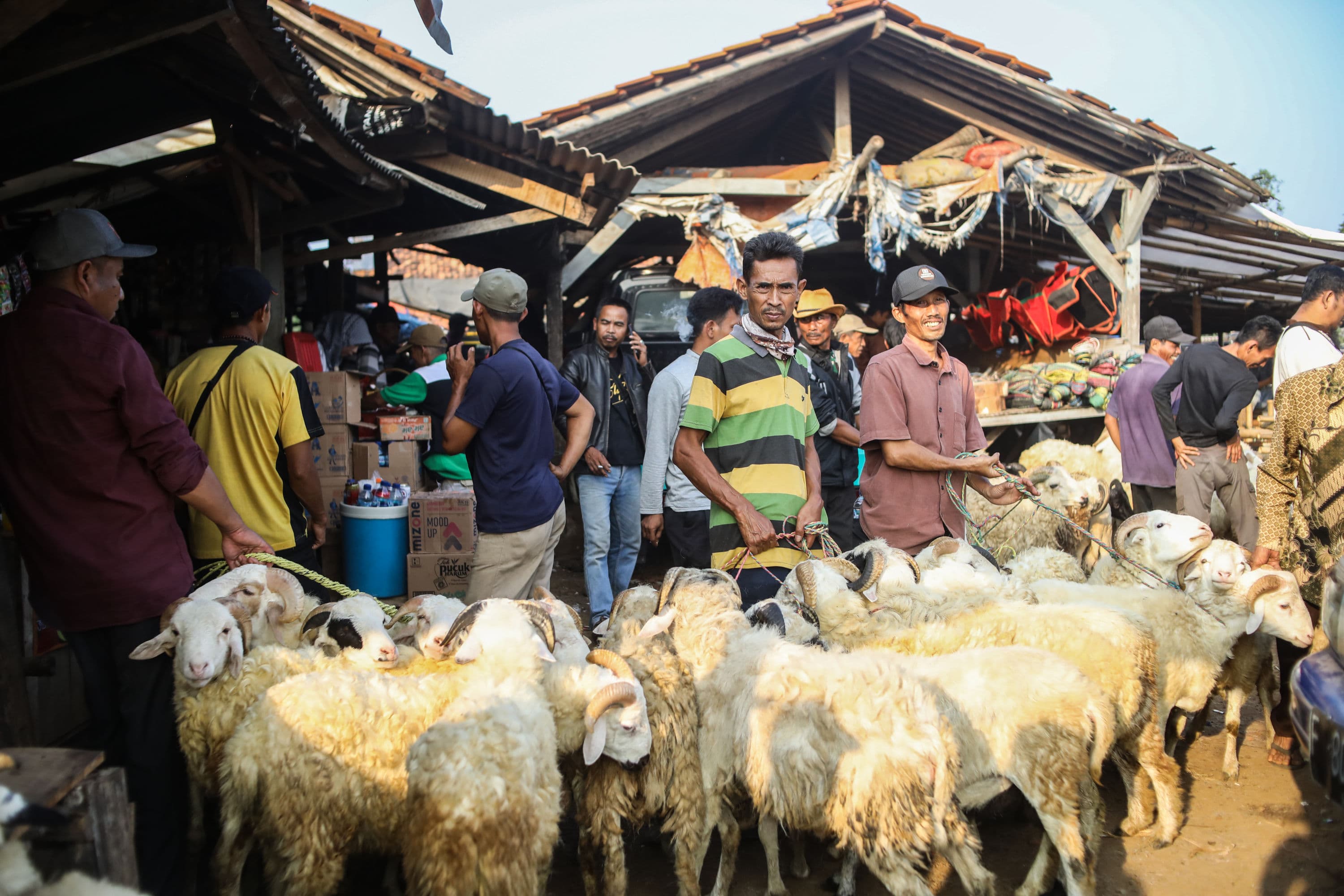 Manisnya Berbisnis Ternak Kambing dan Sapi