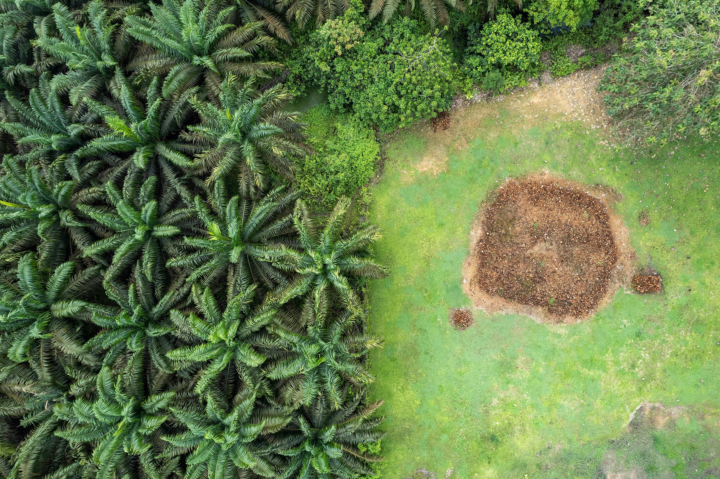 BPDPKS Danai 346 Riset Pengembangan Kelapa Sawit