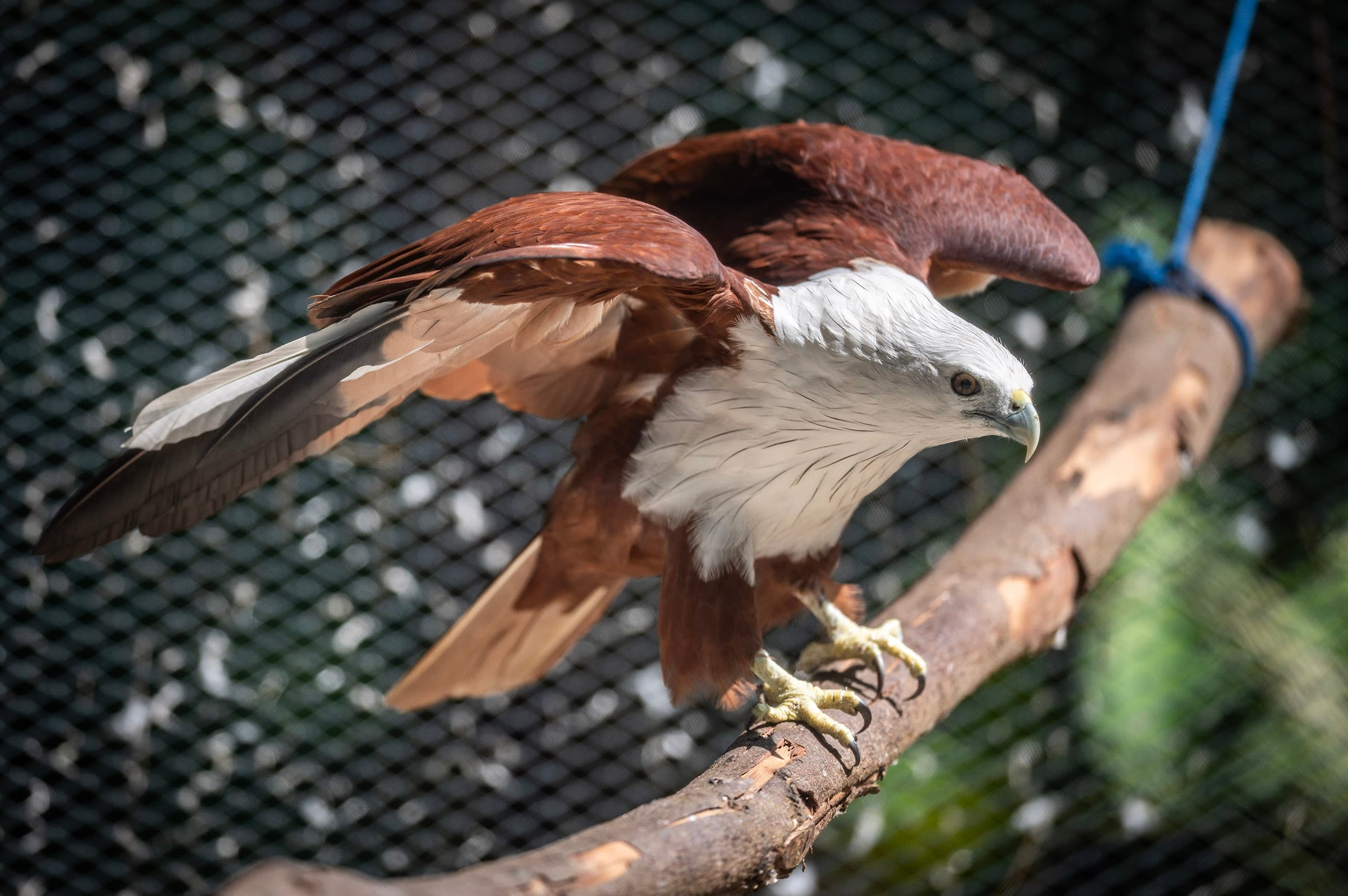 7 Hewan Langka Indonesia di Ambang Kepunahan, Akankah Kita Kehilangan Mereka?