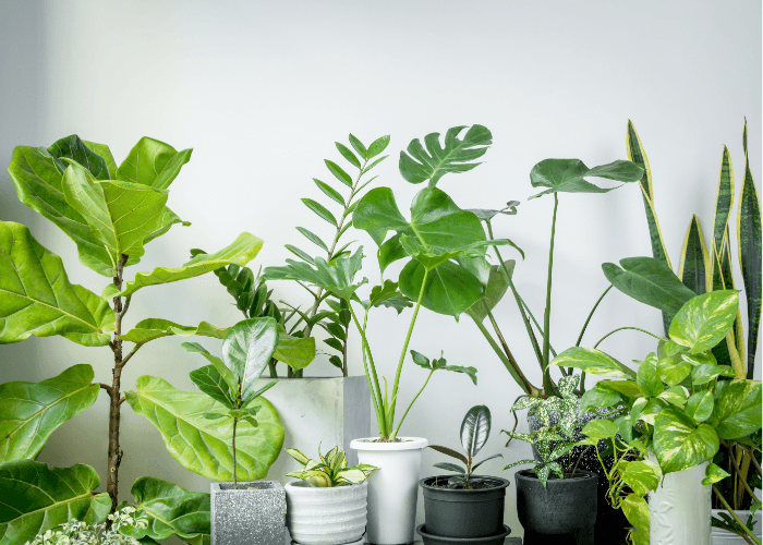 Tanaman Tetap Segar di Musim Kemarau? Ini Rahasianya!