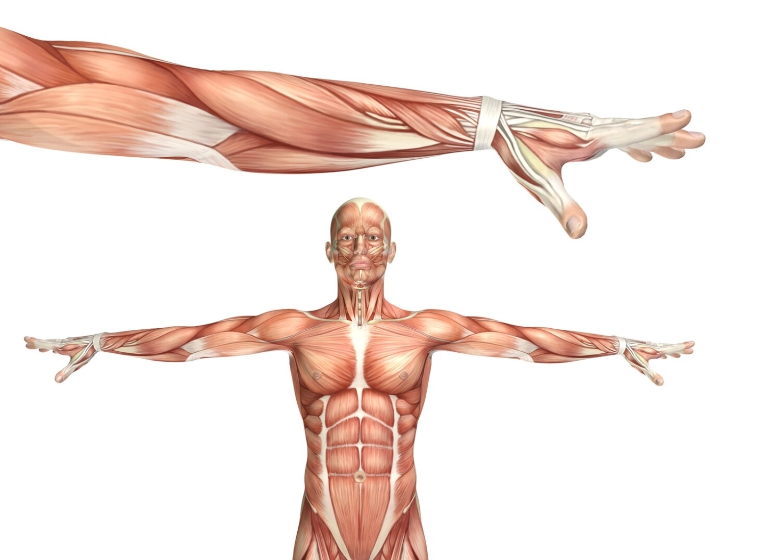 Untuk Apa Tubuh Kita Memiliki Rangka, Sendi, Otot, dan Saraf?