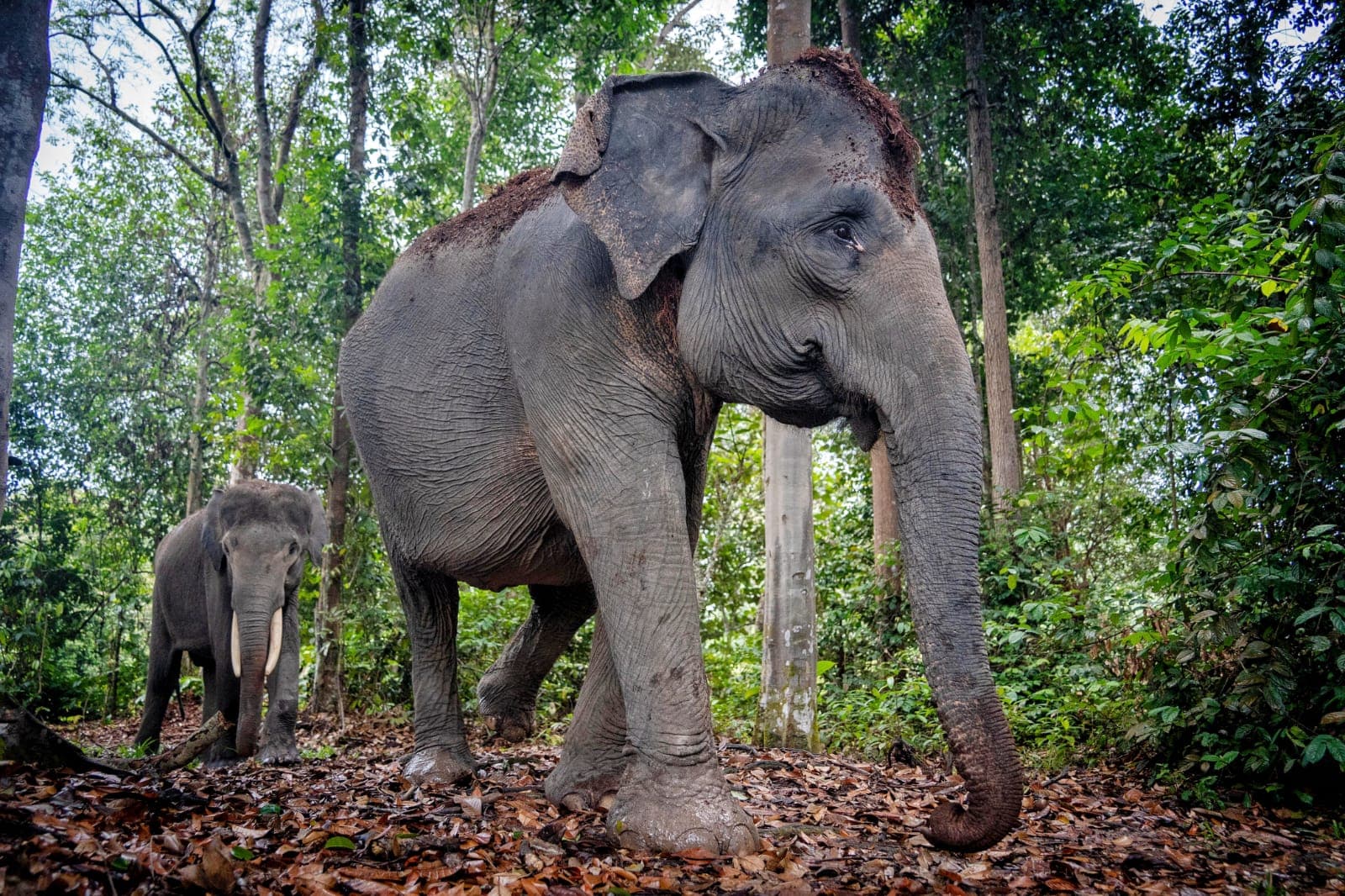 Agroforestri PHR Bikin Gajah dan Petani Hidup Rukun