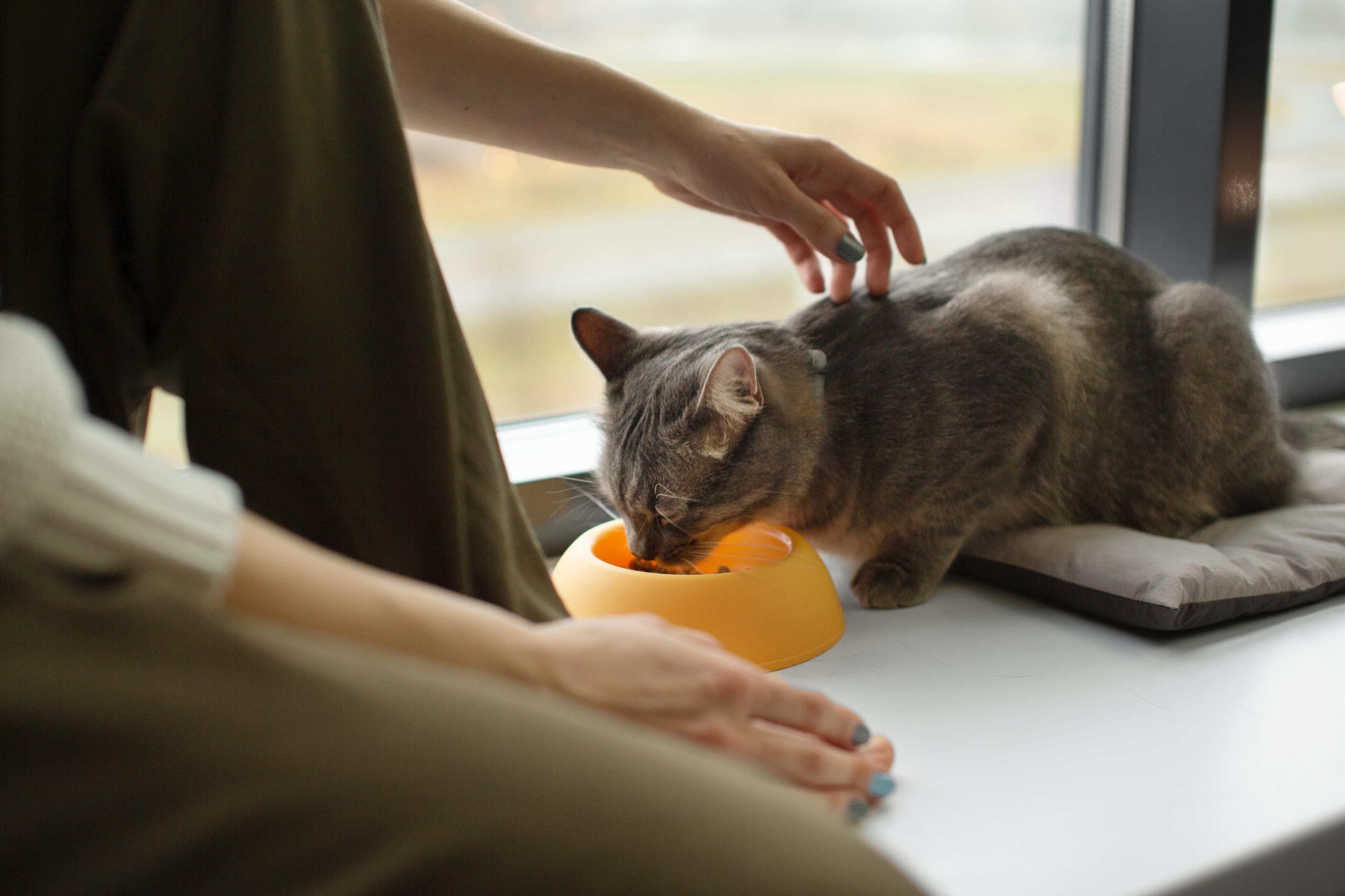 Pentingnya Memilih Snack Lezat dan Sehat agar Kucing Terhindar dari Stres