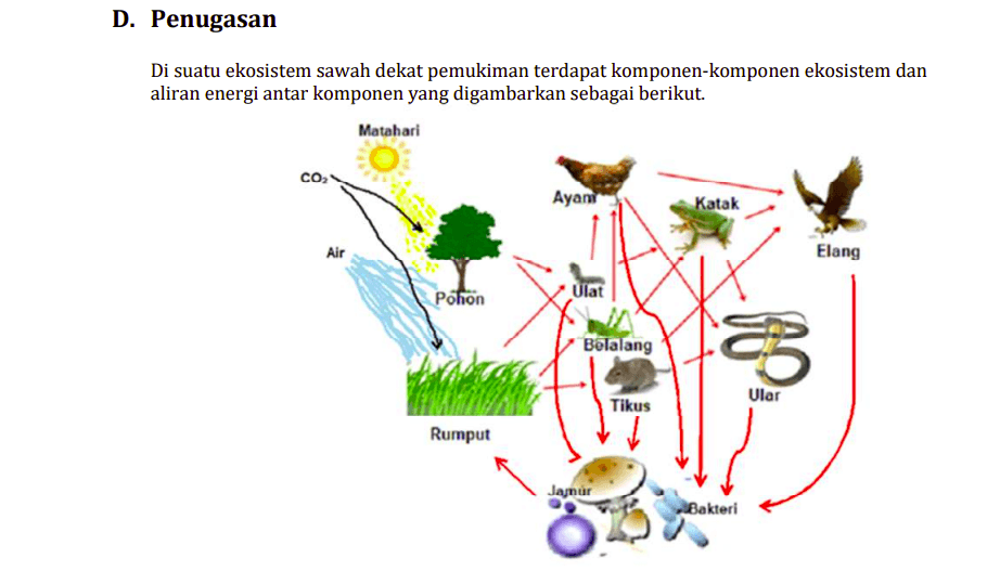 Kunci Jawaban dan Pembahasan Soal Biologi Kelas 10 SMA: Komponen Biotik Ekosistem Sawah
